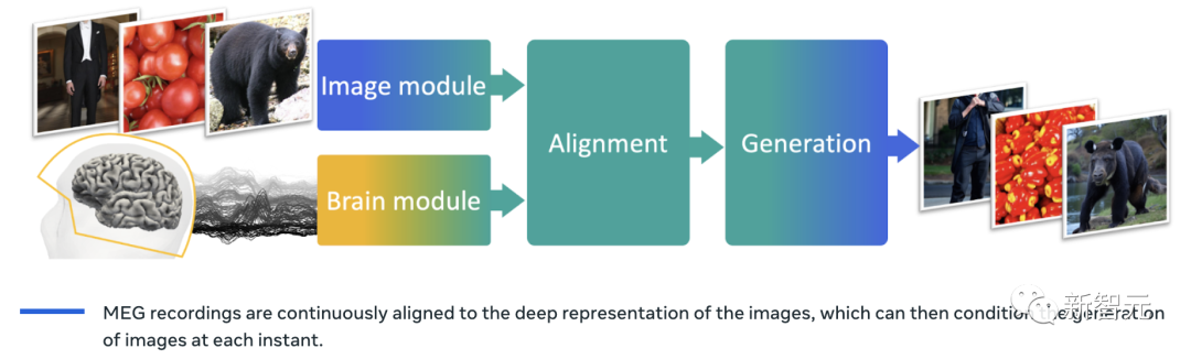 AI 读脑成真,延迟仅 0.25 秒!Meta 里程碑新研究:MEG实时解码大脑图像,LeCun转赞