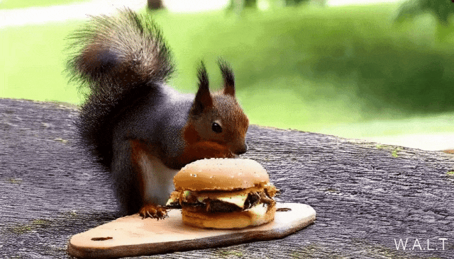 李飞飞谷歌破局之作！用Transformer生成逼真视频，下一个Pika来了？