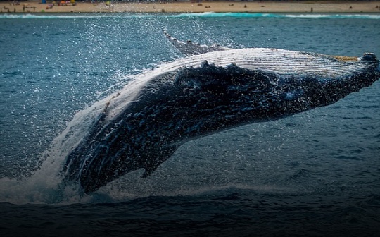 “鲸鱼”们为什么选择大量增持稳定币? “鲸鱼”们为什么选择大量增持稳定币?