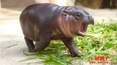 泰国小河马弹跳猪Moo Deng成V神养女获逾200万元升级庭院 泰国小河马弹跳猪Moo Deng成V神养女获逾200万元升级庭院