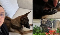 赵长鹏CZ曝光爱犬名字Broccoli，Broccoli币市值一度飙破2000万美元