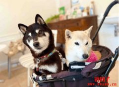 柴犬主人收养新成员Cocoro，官方授权Cocoro代币短暂飙升后大跌70%