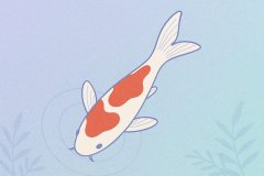 详细解析 Kohaku 的端到端隐私解决方案和用户体验