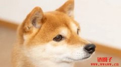 投资者质疑柴犬币能否赶上下一轮加密货币牛市